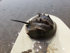 Tachypleus tridentatus