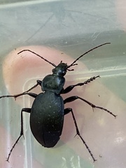 Carabus goryi