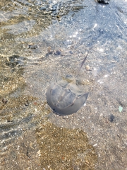 Tachypleus tridentatus