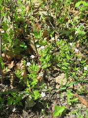 Moehringia lateriflora