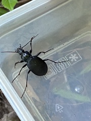 Carabus goryi