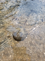 Tachypleus tridentatus