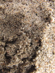 Tetragonoderus fasciatus