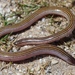 Algoa Legless Skink - Photo (c) Alex Rebelo, some rights reserved (CC BY-NC), uploaded by Alex Rebelo