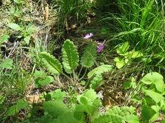 Primula sieboldii