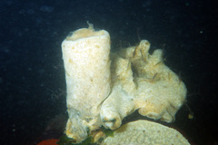 Eudistylia polymorpha