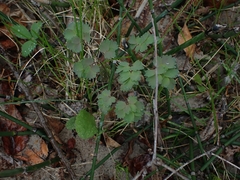 Thalictrum venulosum