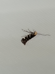 Eteobalea