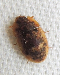Lobiopa undulata