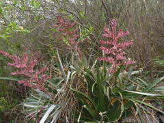 Puya spathacea