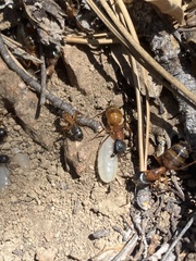 Camponotus semitestaceus