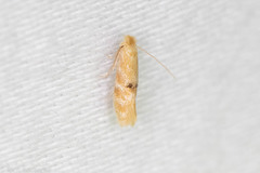 Bucculatrix coronatella