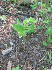 Convallaria keiskei