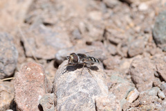 Austroscaeva melanostoma