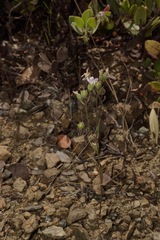 Hesperolinon congestum