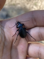 Carabus taedatus