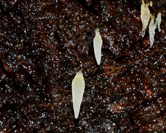 Mucronella fusiformis