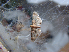 Chloroclystis lichenodes