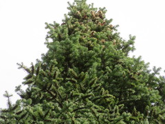 Abies balsamea image