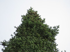 Abies balsamea image