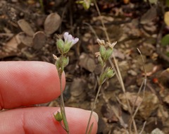 Hesperolinon congestum