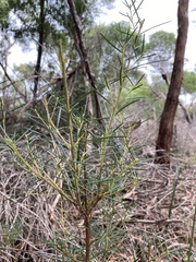 Ricinocarpos pinifolius