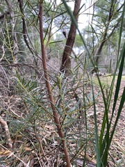Ricinocarpos pinifolius
