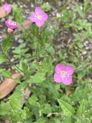 Oenothera rosea