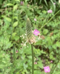 Plantago lanceolata