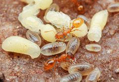 Temnothorax rugatulus