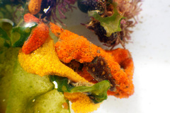 Botryllus schlosseri