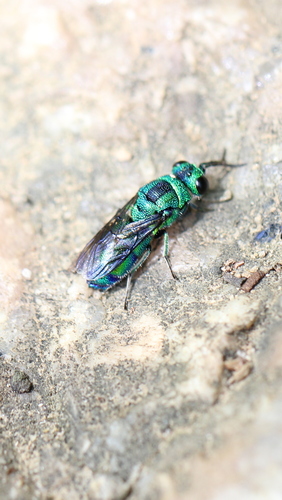 Parasitoid wasp