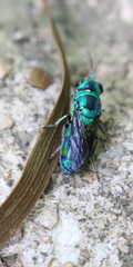 Trichrysis lusca