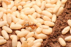 Lasius pallitarsis