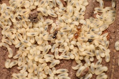 Lasius pallitarsis