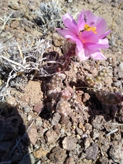 Micropuntia pulchella