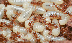 Lasius pallitarsis