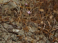 Lessingia micradenia micradenia