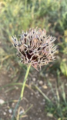 Allium cyrillii