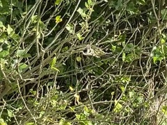 Hirundo neoxena