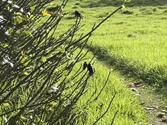 Hirundo neoxena