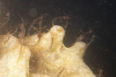 Caprelloidea