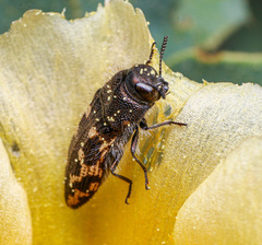 Acmaeodera bowditchi