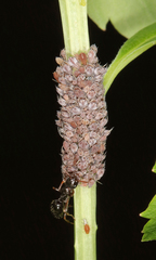 Aphis spiraephila