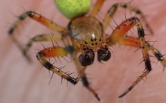 Araniella opisthographa
