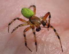 Araniella opisthographa
