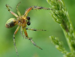 Araniella opisthographa