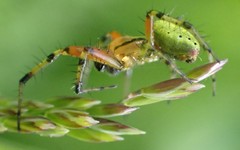 Araniella opisthographa