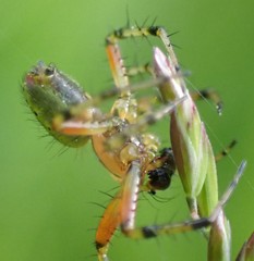 Araniella opisthographa