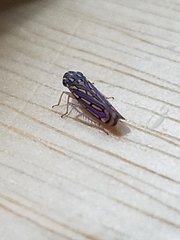 Apogonalia stalii